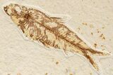 Multiple Fossil Fish Plate (Diplomystus & Knightia) - Wyoming #244191-3